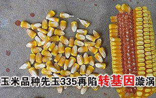 玉米品種先玉335再度陷入轉基因漩渦