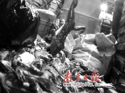 水產(chǎn)市場(chǎng)死田雞公開(kāi)銷售數(shù)年 據(jù)稱多流入大排檔