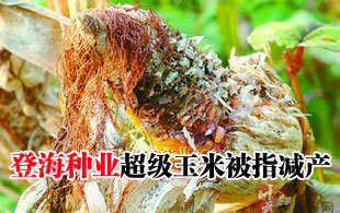 超級(jí)玉米導(dǎo)致減產(chǎn)絕收 登海種業(yè)遭遇空前拷問(wèn)