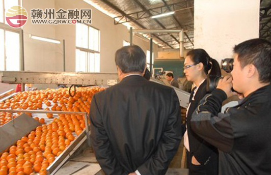 臍橙借力小額信貸成為農(nóng)民致富“黃金果”