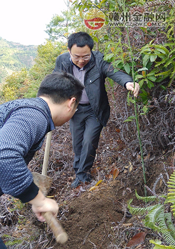 安遠(yuǎn)縣金融局開(kāi)展義務(wù)植樹活動(dòng)