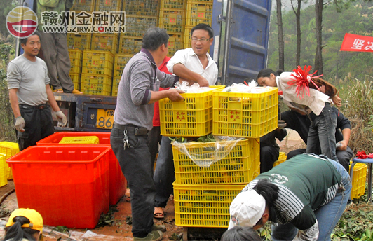 信豐小河信用社助力三峽移民發(fā)展臍橙產(chǎn)業(yè)