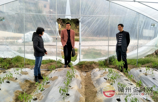 南康農(nóng)行助力掛點(diǎn)村謀劃蔬菜種植