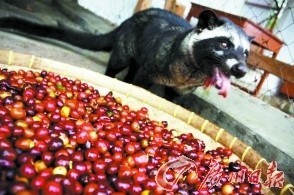 貓糞咖啡價值千金 麝香貓助菲律賓農(nóng)民致富