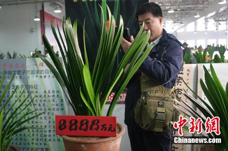 天價君子蘭頻現(xiàn)長春花展 標價9999萬元(圖)