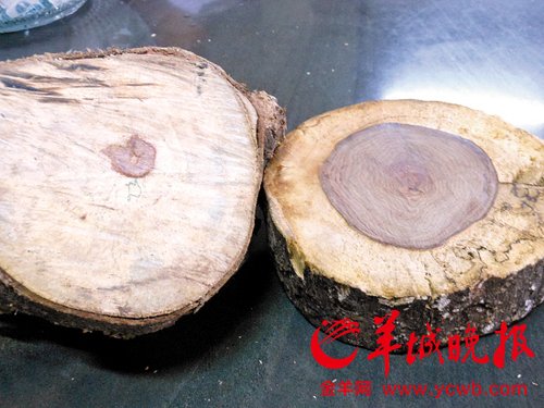心材較大的海黃被稱為花梨母（右），心材小的則被稱為花梨公
