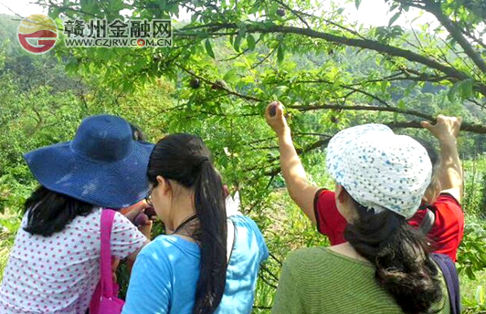 南康贛商村鎮(zhèn)銀行深入“三送”掛點村采摘李子