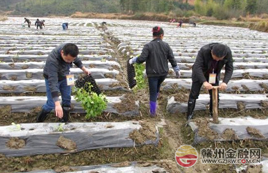 安遠(yuǎn)郵儲銀行“三送”干部搶抓時(shí)節(jié)種煙忙